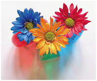 オリジナル画像